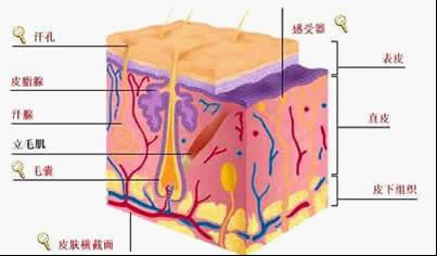 多维牛皮癣康复工程四大优势.jpg